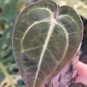 안스리움 NSE 칼라포틸 +미쉘자라 닥터블락 ㅡ칼라미쉘리움