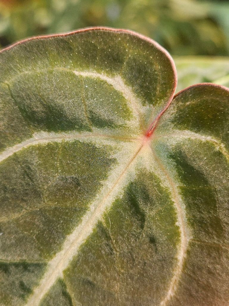 안스리움 NSE 칼라포틸 +미쉘자라 닥터블락 ㅡ칼라미쉘리움--1