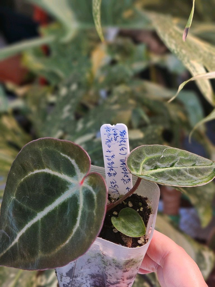 안스리움 NSE 칼라포틸 +미쉘자라 닥터블락 ㅡ칼라미쉘리움--2