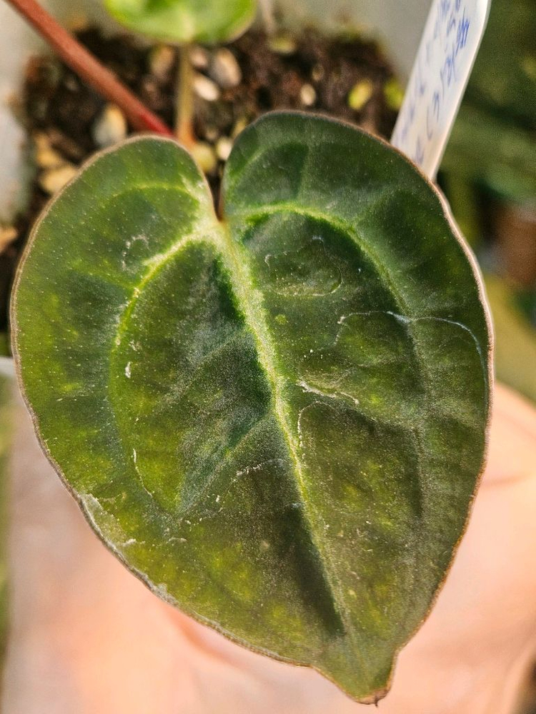 안스리움 NSE 칼라포틸 +미쉘자라 닥터블락 ㅡ칼라미쉘리움--3