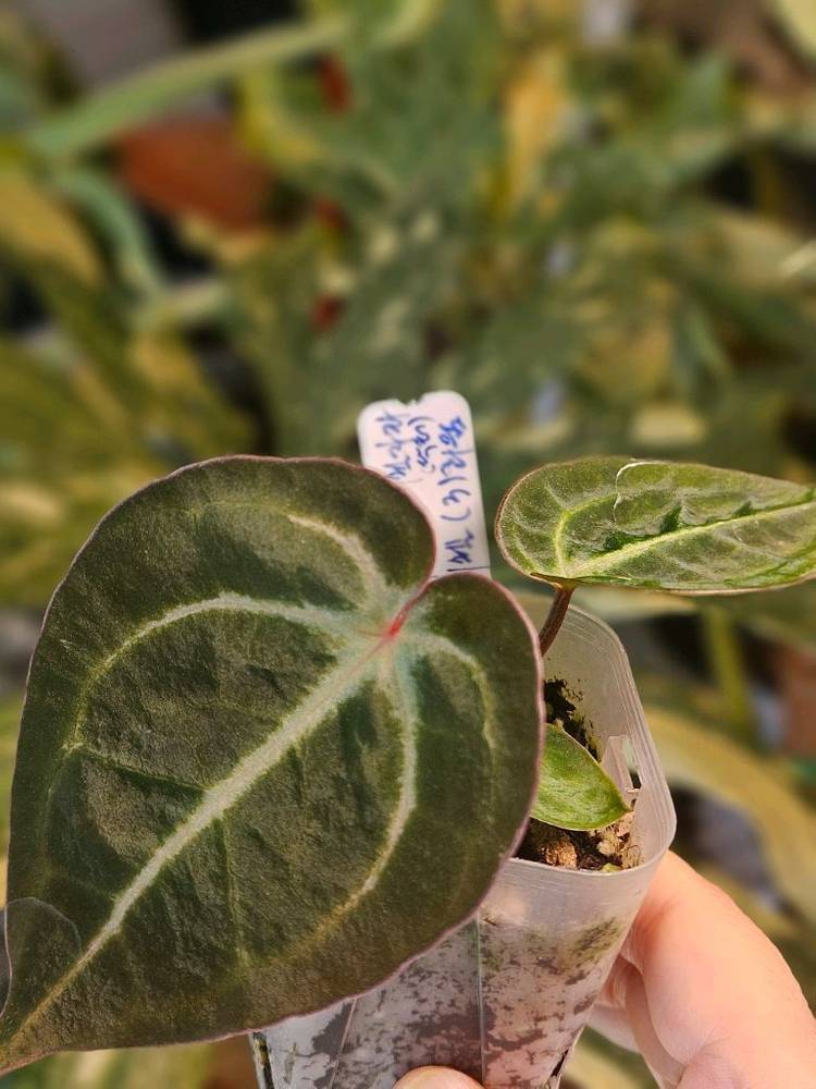 안스리움 NSE 칼라포틸 +미쉘자라 닥터블락 ㅡ칼라미쉘리움--4