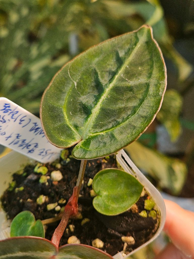 안스리움 NSE 칼라포틸 +미쉘자라 닥터블락 ㅡ칼라미쉘리움--5