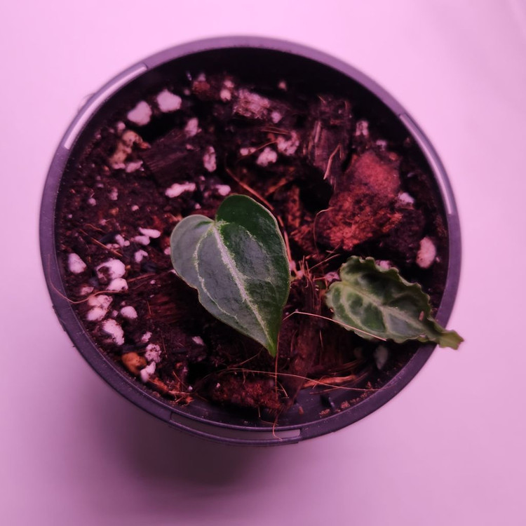 안스리움 크리스탈리넘 실버 에콰제네라--2