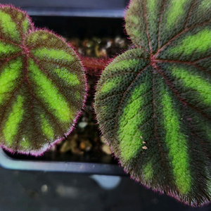 베고니아2종일괄/버시칼라 &핑크라바