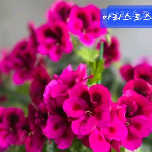 리갈제라늄 아리스토스츠코