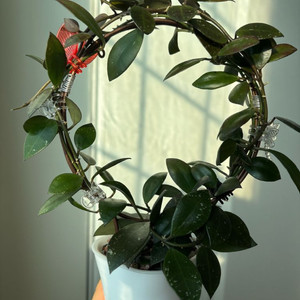 왈리니아나 그린