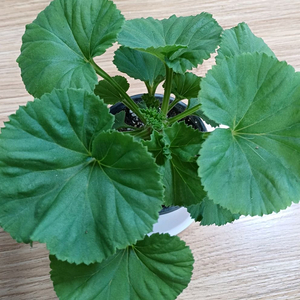 리갈제라늄 터키쉬커피