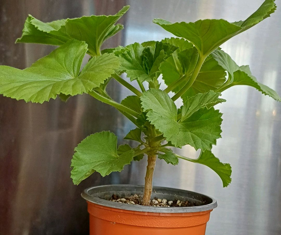 리갈제라늄 터키쉬커피--1