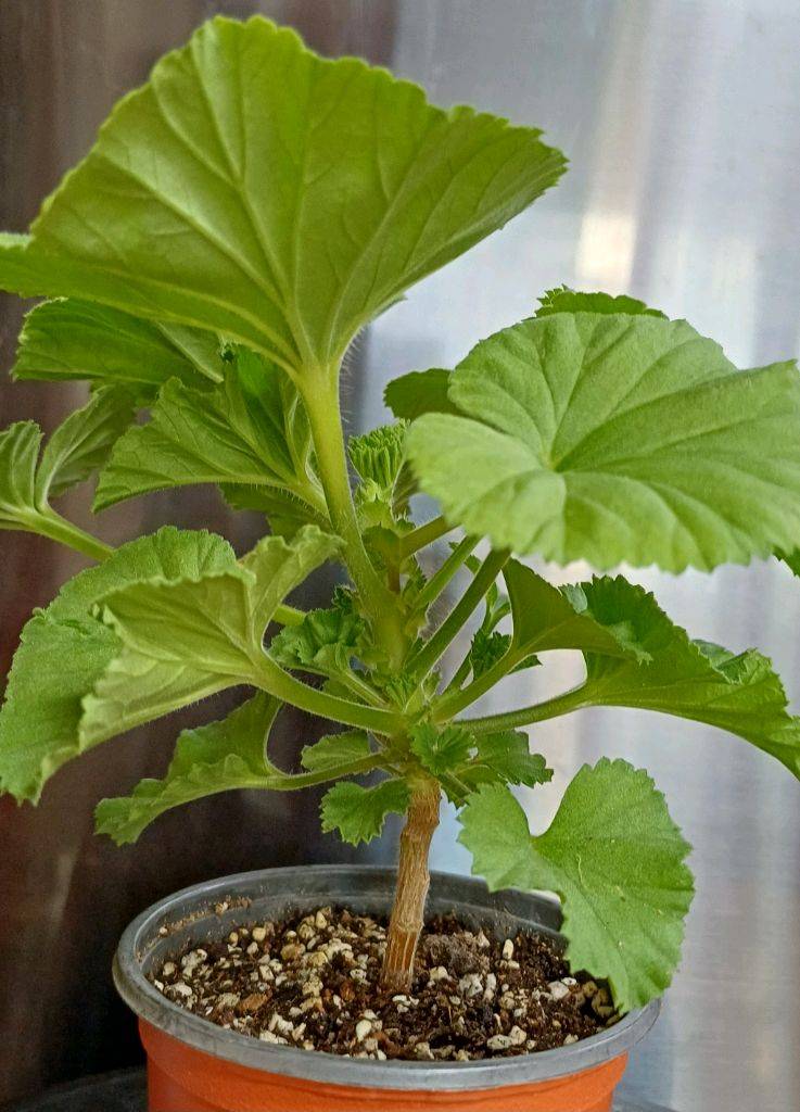 리갈제라늄 터키쉬커피--2