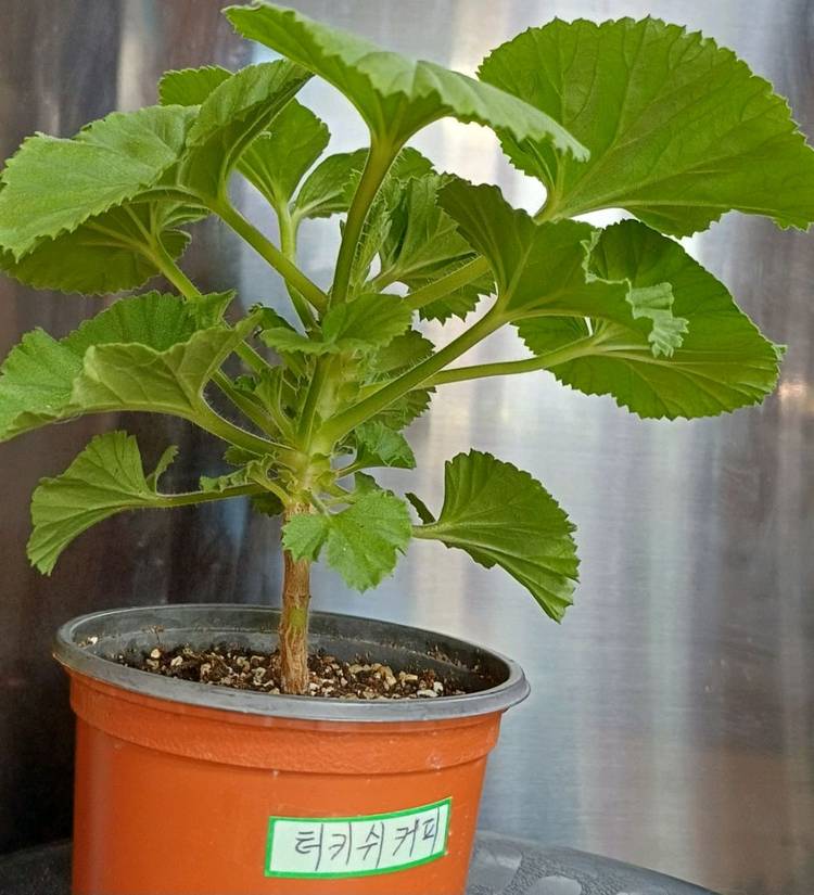 리갈제라늄 터키쉬커피--3