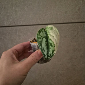 스킨답서스 마야리