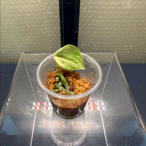 스킨답서스 실버스플래쉬 아우레아 바리에가타 3