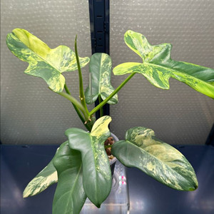 필로덴드론 비페니폴리움 바리에가타 성체