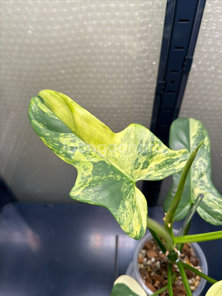 필로덴드론 비페니폴리움 바리에가타 성체--1