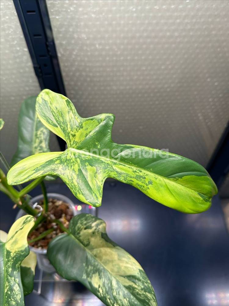 필로덴드론 비페니폴리움 바리에가타 성체--2