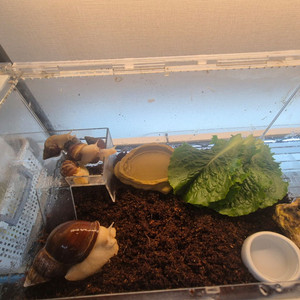 아프리카 왕 달팽이 백와+금와 새끼 분양 원하시는 분 이미지