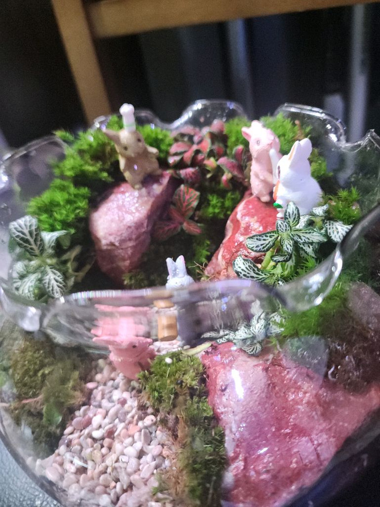 산토끼 테라리움 어항--2