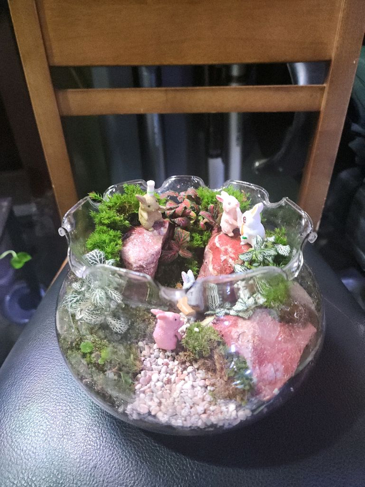 산토끼 테라리움 어항--4
