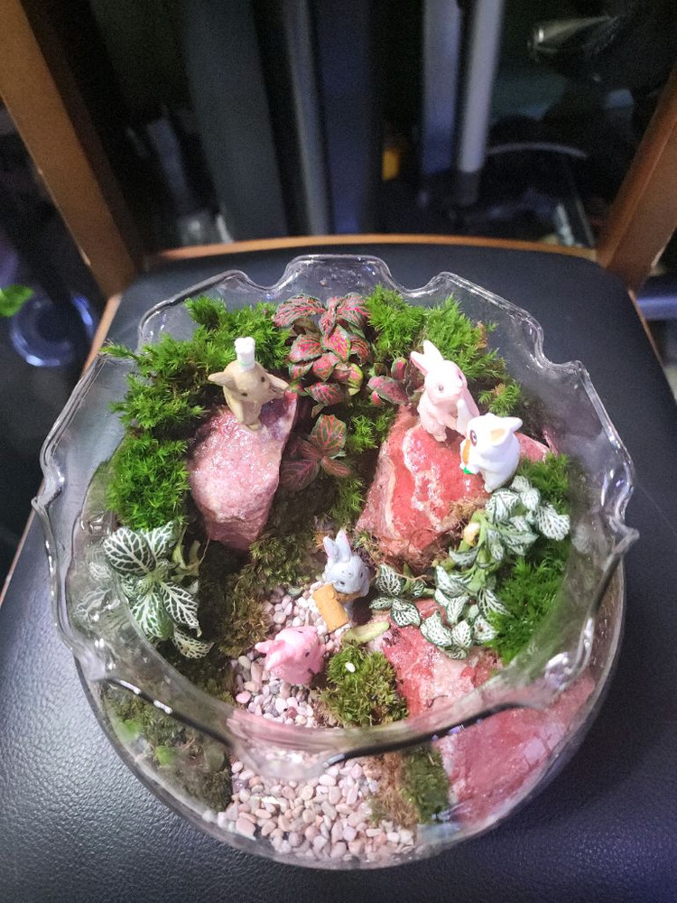 산토끼 테라리움 어항--5
