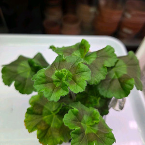 제라늄 물랑루즈