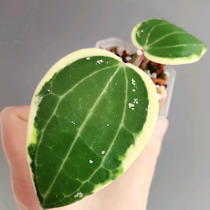 호야 라티폴리아 알보 마지나타 바리에가타