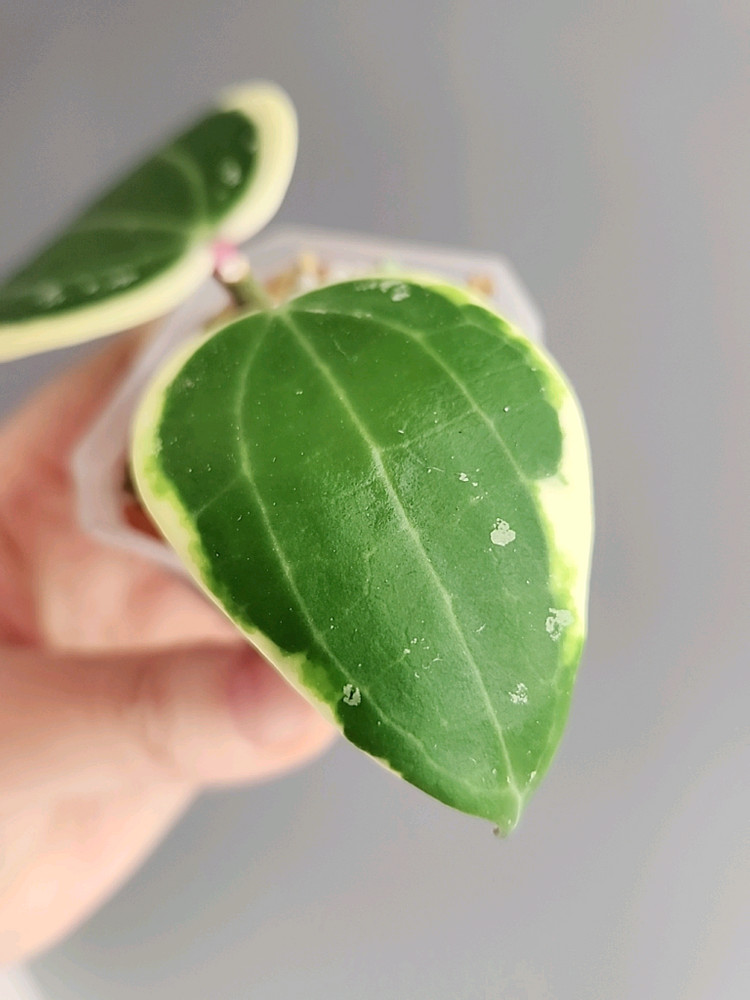 호야 라티폴리아 알보 마지나타 바리에가타--1