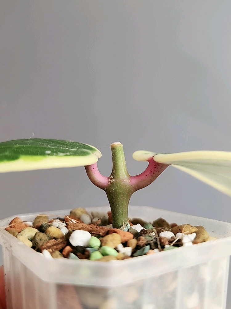 호야 라티폴리아 알보 마지나타 바리에가타--2