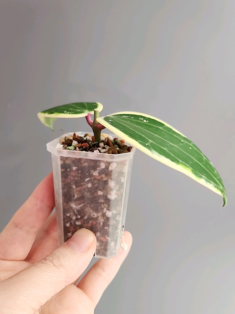 호야 라티폴리아 알보 마지나타 바리에가타--3