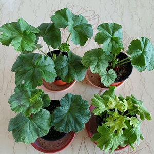 몰타진주웨딩과 제라늄3종