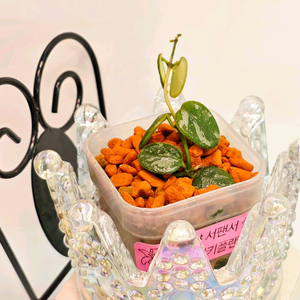 호야 서펜스 실버(알로x안스x)