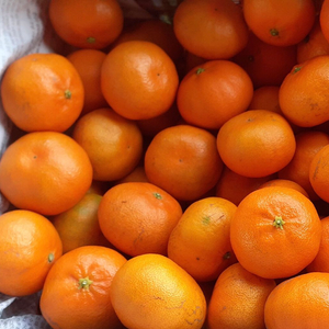 (초특가) 제주 하우스레드향 택배비포함 최고급귤만감류