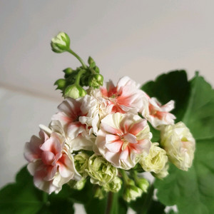 m 라니아프린세스 제라늄