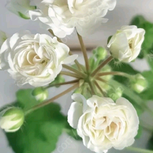 갈리나울라노바 ㅡ 러시아제라늄