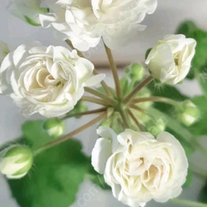 갈리나울라노바 ㅡ 러시아제라늄