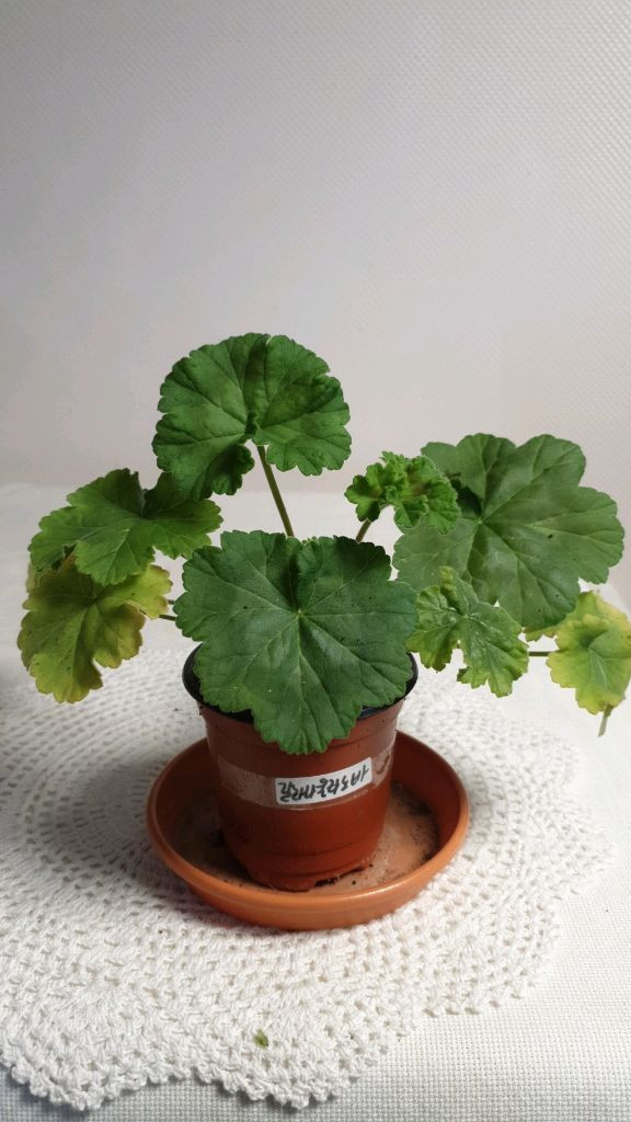 갈리나울라노바 ㅡ 러시아제라늄--1