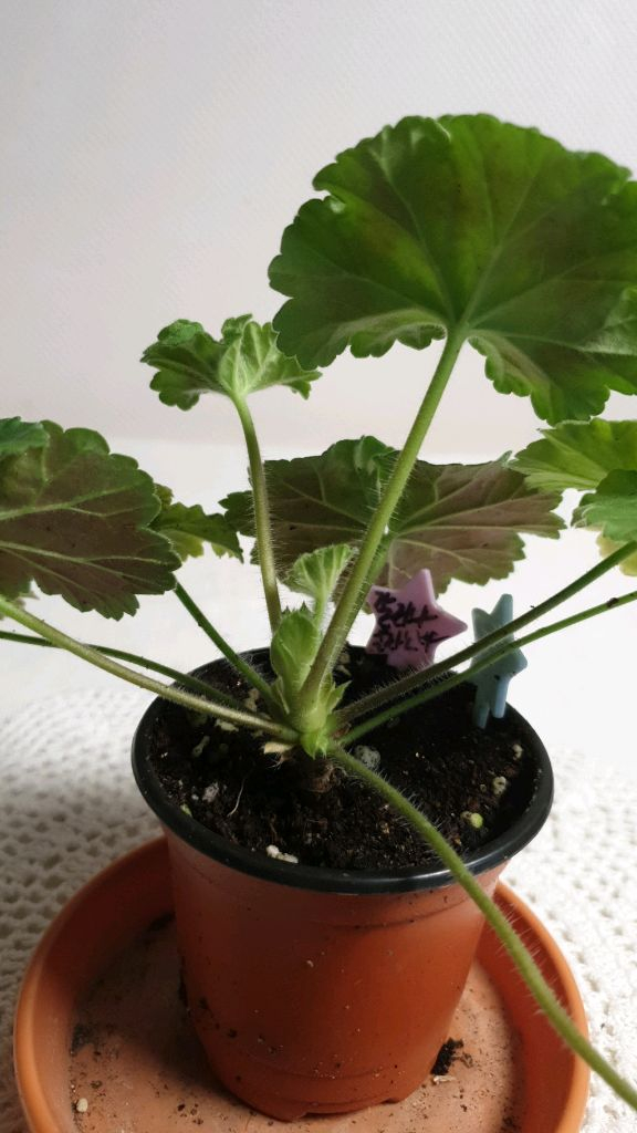 갈리나울라노바 ㅡ 러시아제라늄--2