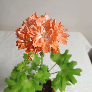 시리아모르 스텔라제라늄