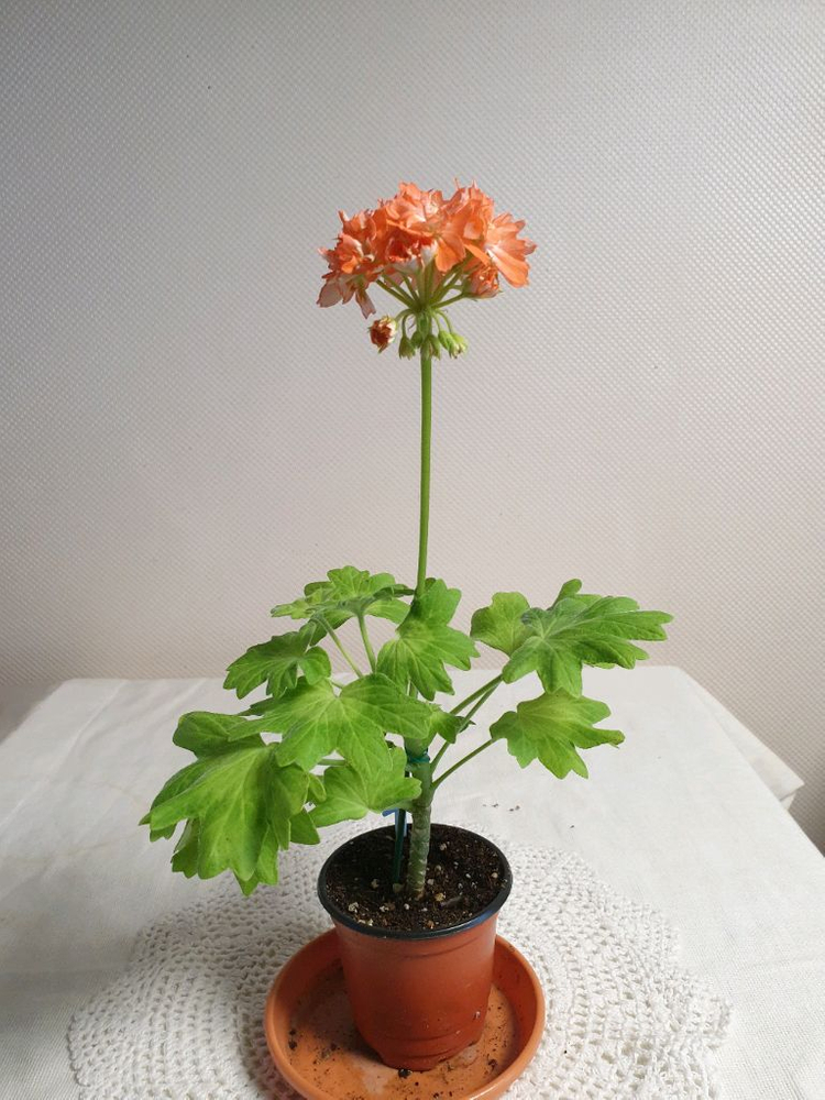 시리아모르 스텔라제라늄--1