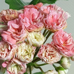 솔베이그 (대품) 러시아제라늄