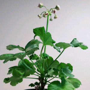 UG 마법동화 (대품) 러시아제라늄