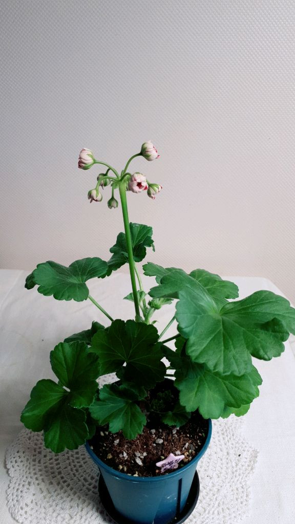 UG 마법동화 (대품) 러시아제라늄--1