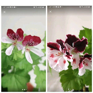 에스케이자르 조지아 리갈제라늄 2종