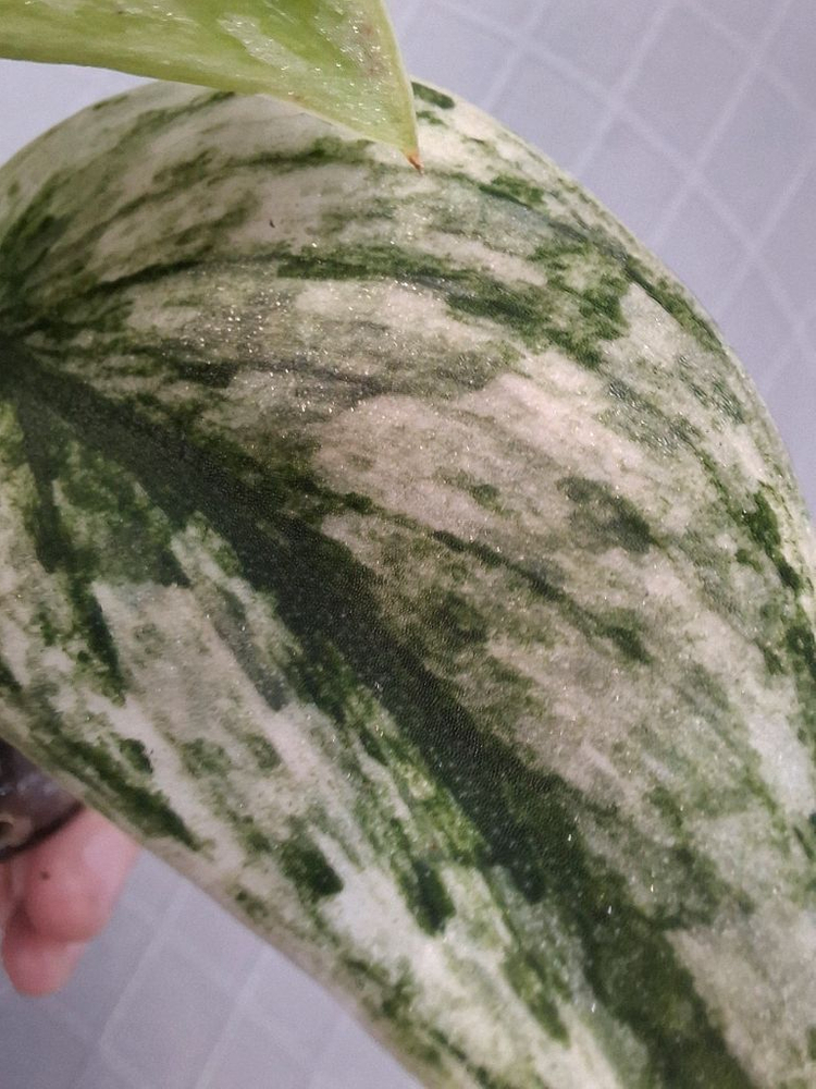 스킨답서스 화이트 라바--1