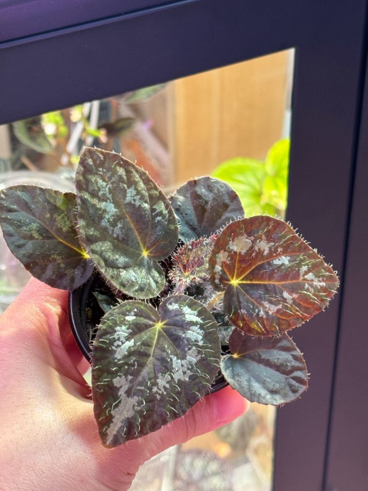 올드블루 베고니아--1