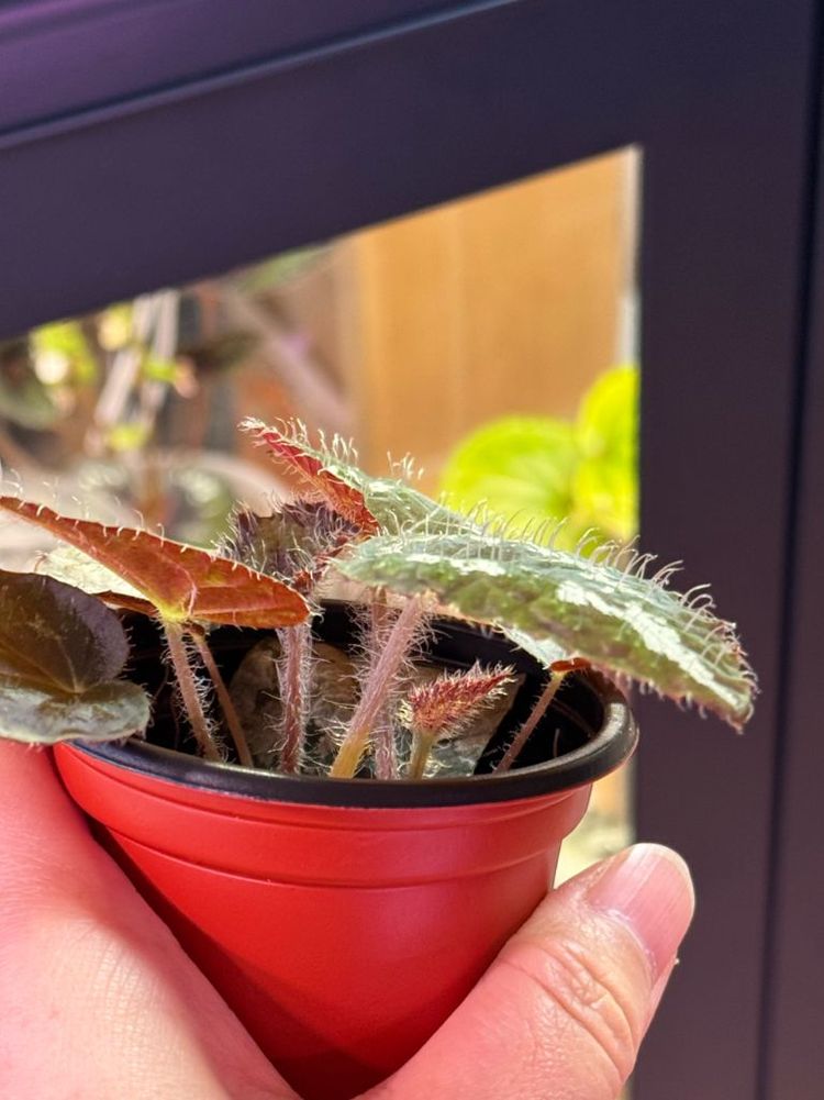 올드블루 베고니아--2