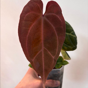 안스리움 레크x킹오스