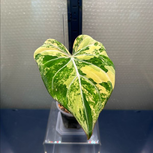 무천) 필로덴드론 글로리오섬 바리에가타