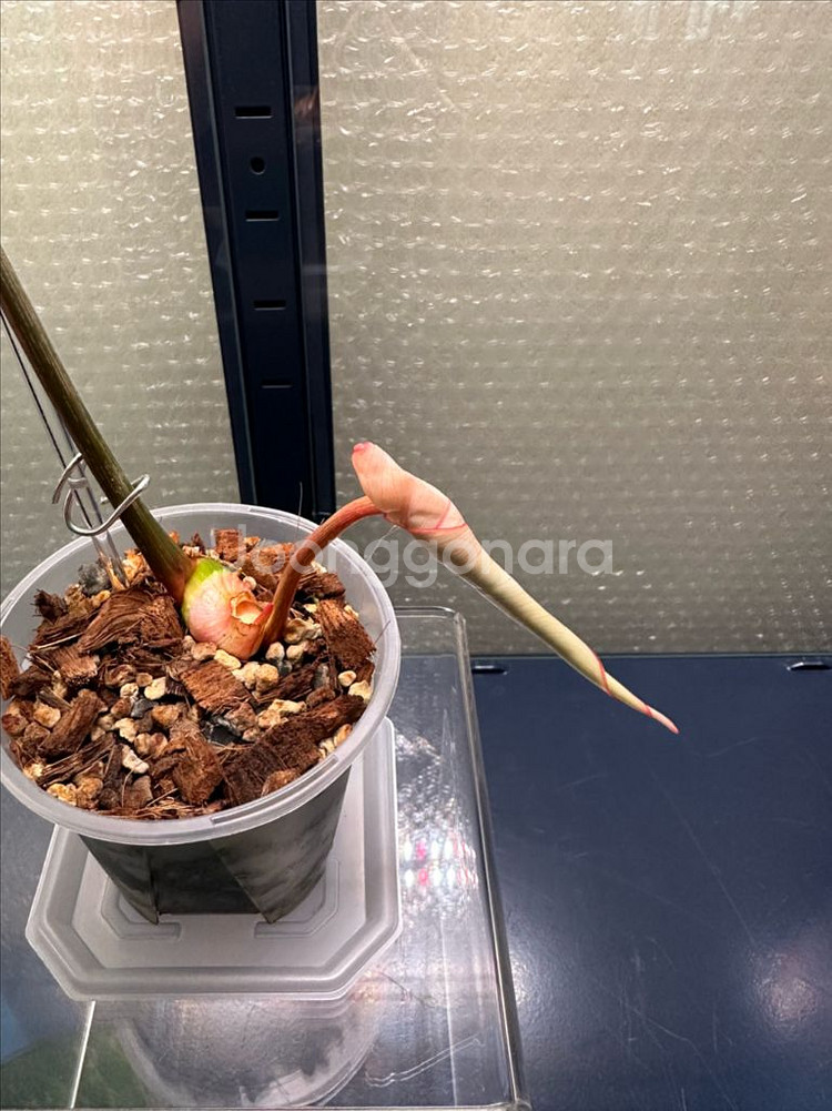 무천) 필로덴드론 글로리오섬 바리에가타--1