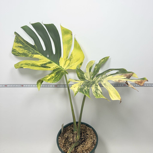 몬스테라 델리시오사 옐로우 바리에가타(마를린)