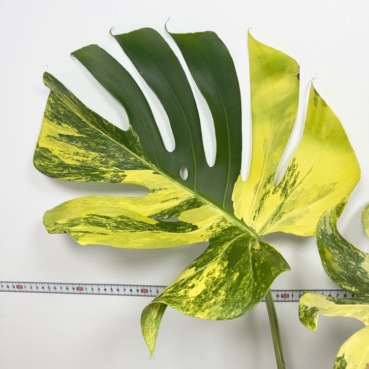 몬스테라 델리시오사 옐로우 바리에가타(마를린)--1